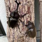 カブトムシ ピンバッジ 3体セット ピンバッジ3個セット - 侍ジャパンオフィシャルオンラインショップ