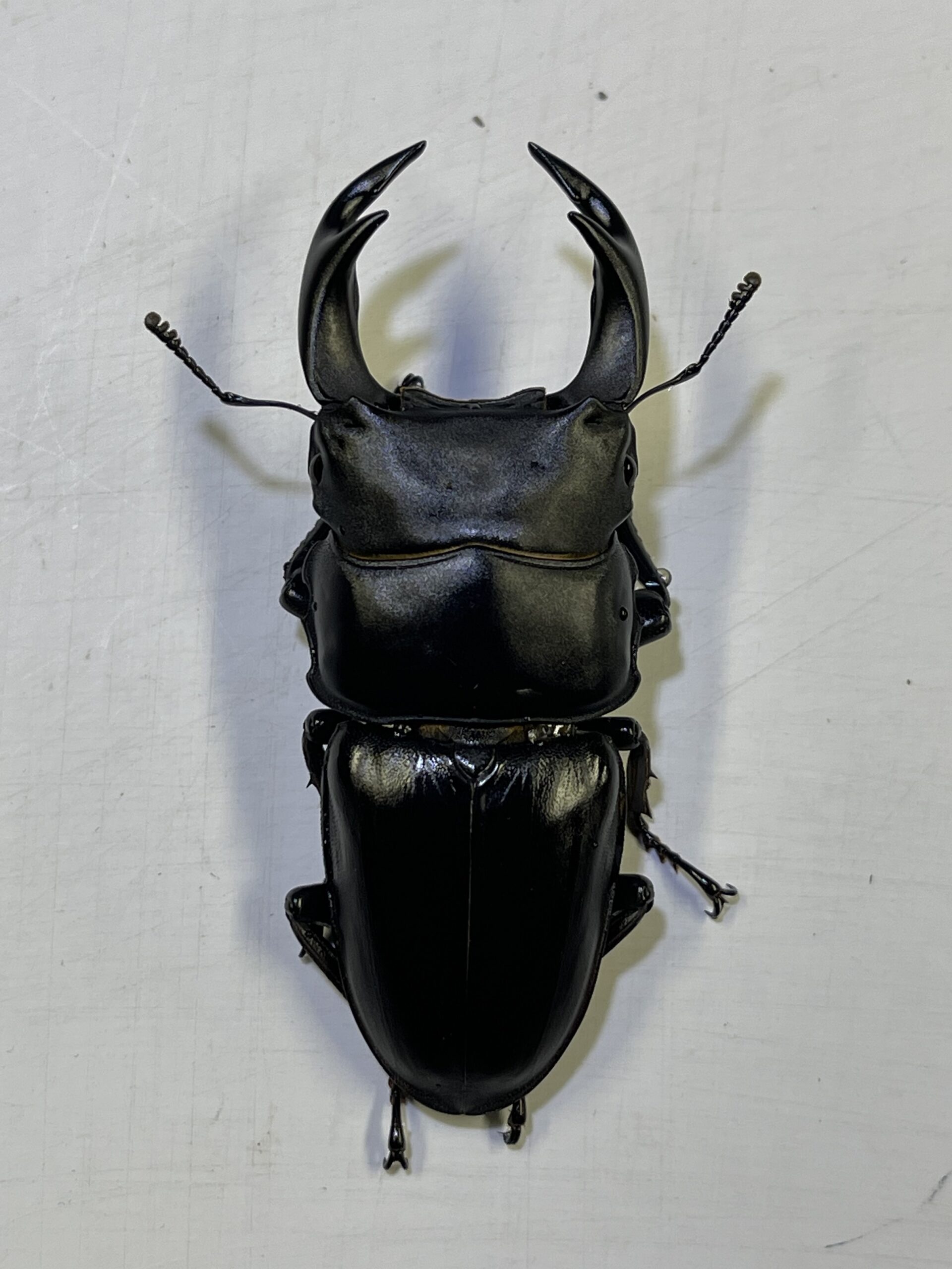 天然採集品 岡山県産 オオクワガタ 3令幼虫 4匹セット ワイルド