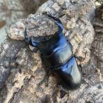 グランディスオオクワガタペア-2 | RTN Online